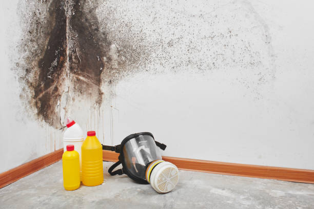 Best Toxic Mold Removal  in Hoxie, KS