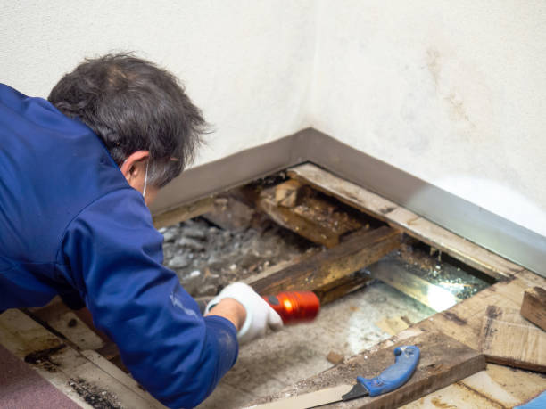 Best Commercial Mold Removal  in Hoxie, KS