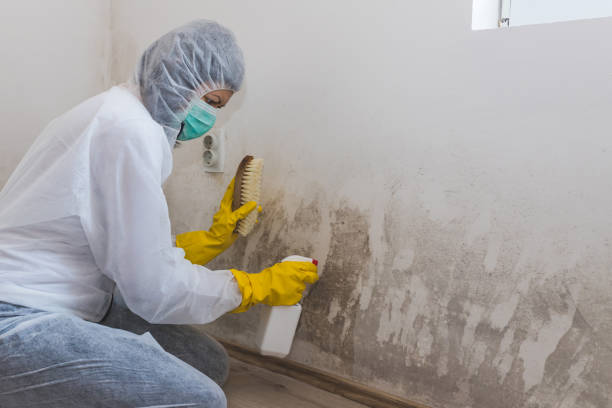 Trusted Hoxie, KS Mold Removal Experts