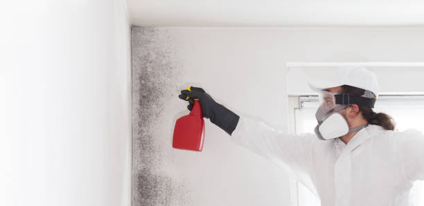 Best Mold Removal Company Near Me  in Hoxie, KS