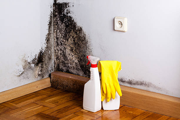 Best Home Mold Removal  in Hoxie, KS
