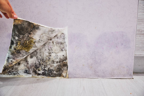 Best Same-Day Mold Removal  in Hoxie, KS